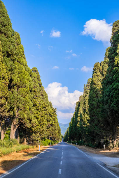 Il Viale dei Cipressi di Bolgheri in una giornata di sole