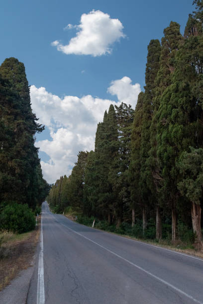 Il Viale dei Cipressi che conduce al borgo medievale di Bolgheri