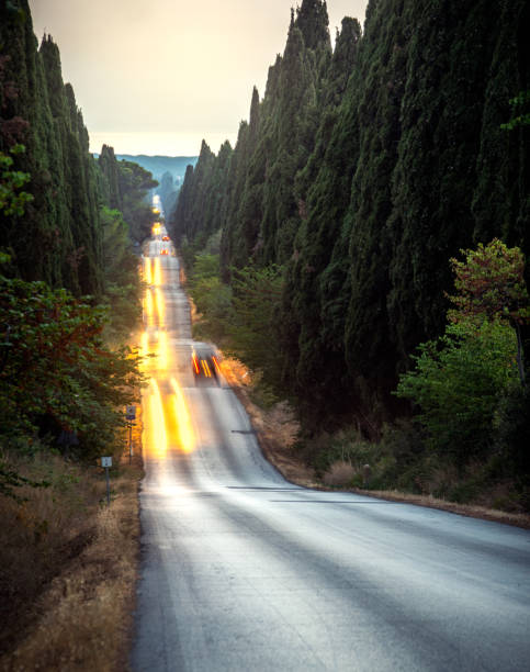 Il Viale dei Cipressi di Bolgheri, Toscana