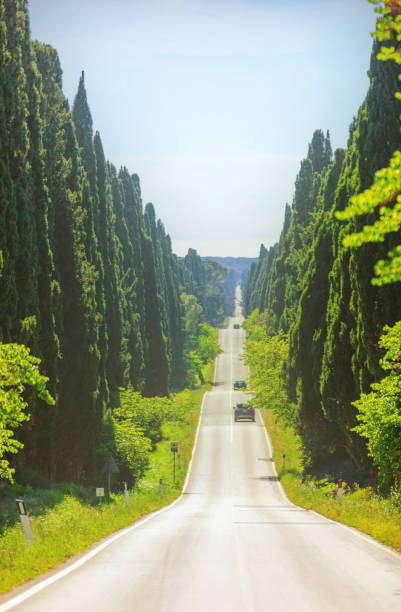 L'iconica strada dei cipressi per Bolgheri