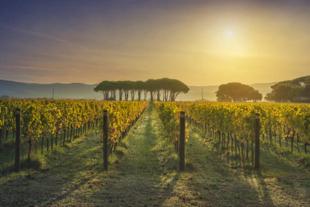 Vigneto di Bolgheri e pini all'alba