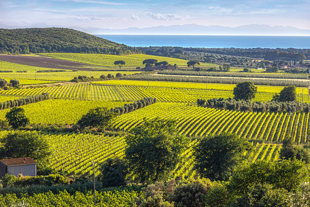 Vista panoramica di Castagneto Carducci e dei vigneti di Bolgheri verso il mare