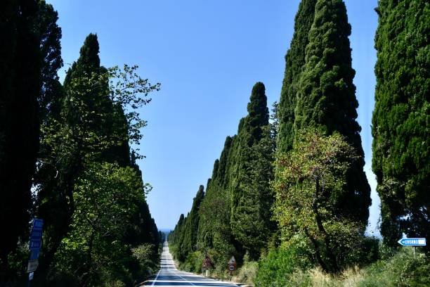 Il famoso viale dei cipressi di Bolgheri
