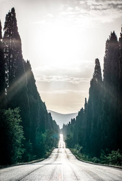 Il Viale dei Cipressi di Bolgheri all'alba
