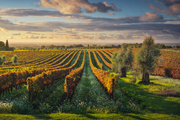 Vigneti e ulivi di Bolgheri al tramonto