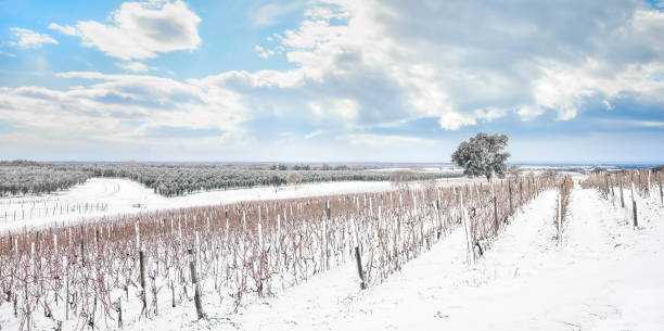 Vigneti di Bolgheri coperti di neve in inverno