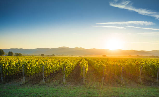 Vigneto di Bolgheri e pini all'alba, Maremma toscana