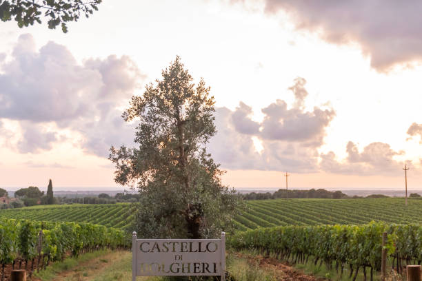 Vigneti della cantina Castello di Bolgheri con il mare sullo sfondo